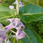 Calotropis giganteaKwiat