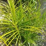 Carex muskingumensis 葉