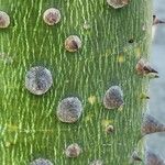 Ceiba speciosa Bark