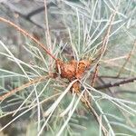 Tamarix aphylla Fruit