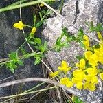 Cytisus decumbens Hoja
