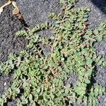 Euphorbia prostrata Feuille