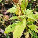 Penthorum sedoides Leaf