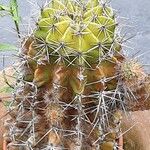 Echinopsis oxygona 整株植物