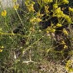 Cachrys sicula 花