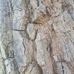 Zanthoxylum chalybeum बार्क (छाल)