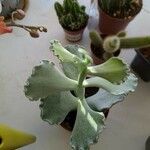 Kalanchoe rhombopilosa Fulla