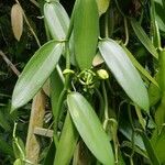 Vanilla planifolia 叶