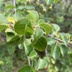 Prunus mahaleb List