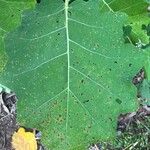 Solanum hirtum Leaf