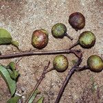 Caryocar microcarpum Fruto