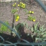 Coreopsis gigantea Blodyn