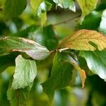 Parrotia persica अन्य