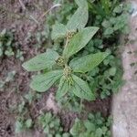 Euphorbia hirta Foglia