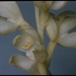 Cephalanthera austiniae Flower