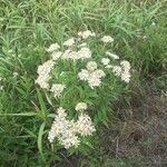 Doellingeria umbellata Hábito