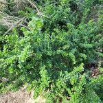 Prostanthera cuneata Yaprak