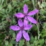 Erodium acaule Flor