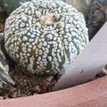 Astrophytum asterias 葉