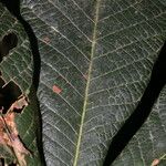 Pouteria viridis Leaf