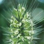 Cynosurus echinatus Fula