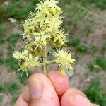 Zanthoxylum caribaeum Flower