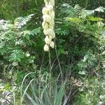 Yucca arkansana Цвят