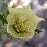 Mentzelia involucrata Flower