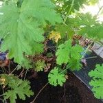 Pelargonium × asperum Hostoa