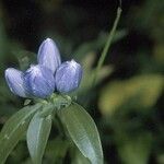 Gentiana clausa 花