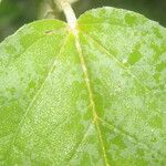 Croton argenteus Leaf