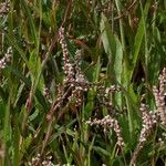 Persicaria decipiens Лист