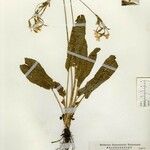 Primula reticulata Other