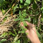 Phyllanthus amarus Leaf