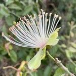 Capparis tomentosa फूल