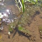 Utricularia australis 整株植物