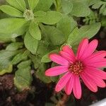 (Osteospermum ecklonis) Cseppecske virágFlower