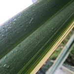 Phormium tenax Leaf