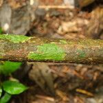 Pycnobotrya nitida Φλοιός