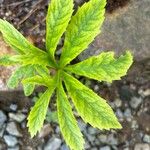 Cyclanthera pedata Feuille