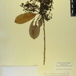 Photinia integrifolia