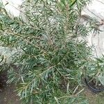 Melaleuca viminalis ᱥᱟᱠᱟᱢ