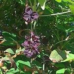 Akebia quinata Blüte