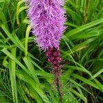 Liatris pycnostachyaFlower