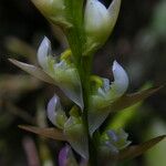 Bulbophyllum bifarium Flor