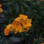 Erysimum cheiri फूल