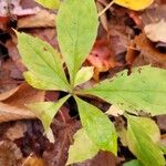 Oclemena acuminata Blad