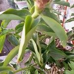 Costus spicatus Fulla