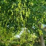 Styphnolobium japonicum Fruit