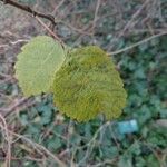 Rhus aromatica Fuelha